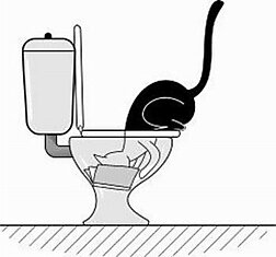 Что кот делает в туалете