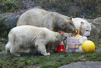 День Рождения белых медвежат