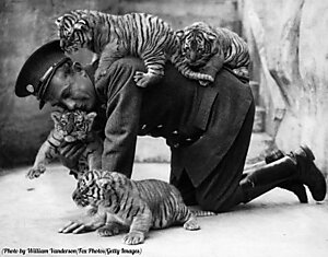 Смотритель зоопарка и тигрята, 1937 год