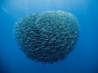 Рыбы расплылись в стороны и собрались в плотный косяк у Азорских островов