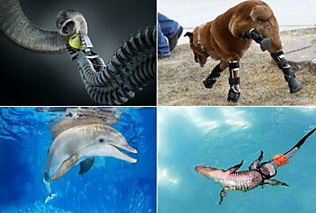 5 невероятных протезов, созданных для животных