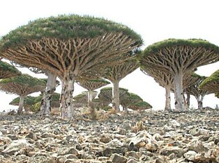 Остров Cокотра (Socotra)