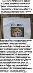 Как найти собаку