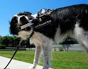 Новая технология позволит собакам более просто общаться с людьми