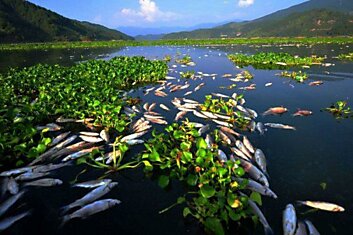 В Китае вымирает рыба