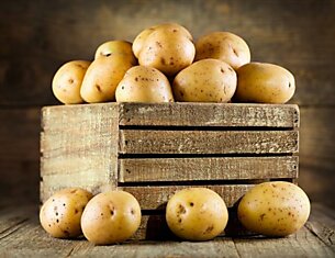 Как правильно отобрать картофель на семена