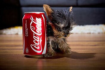 Самая маленькая собака в мире размером с банку газировки
