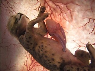 Фотографии зародышей в утробе животных.