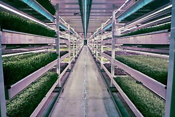 В подземных бункерах Лондона теперь выращивают салат