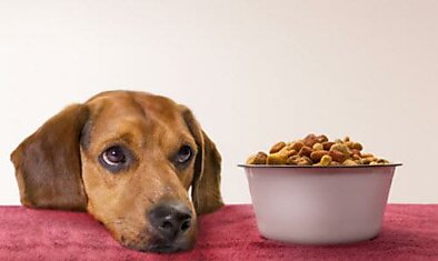 Любящий свою собаку ответственный владелец к выбору корма относится порой лучше, нежели к собственной пище