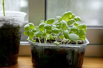Чтобы вырастить базилик, не нужно много труда, букетный способ выращивания ароматной зелени