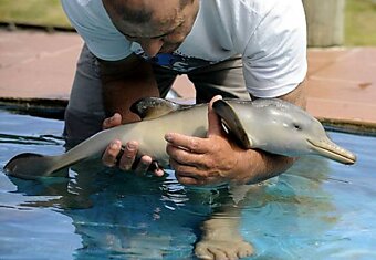 Дельфин 10ти дней от роду