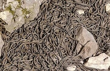 Невероятное скопление змей в Манитобе (видео)