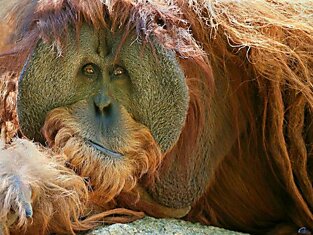 Орангутаны на Суматре способны задерживать собственное по*овое созревание на 10 лет