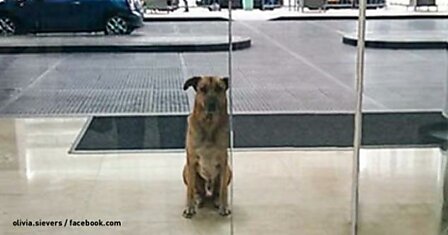 Стюардесса приютила пса, который целых 6 месяцев ждал ее у дверей отеля