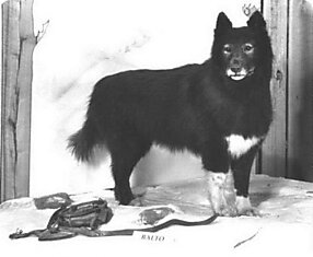 История о мужественной собаки Балто