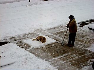 Дворник и собака