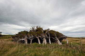 Деревья в Новой Зеландии
