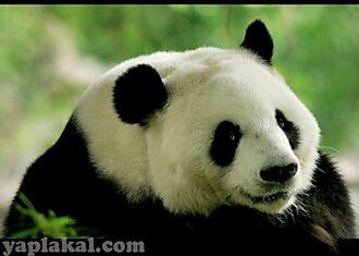 Панды, всё о пандах, подборка панд