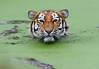 Амурский тигр плавает в бассейне в зоопарке в Дуйсбурге, Германия.