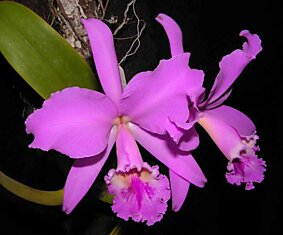Цвет сияющей орхидеи - самый трендовый оттенок 2014 года по версии экспертов