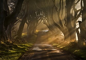 Туманное утро в The Dark Hedges - аллея буков в Ирландии 18 века.