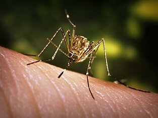 Почему комары кусают не всех?