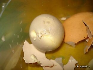 Странные жители варенного яйца (2 фото + видео)