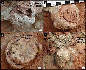 Термиты освоили сельское хозяйство на 25 млн лет раньше людей