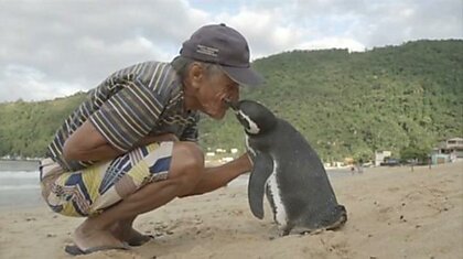 Пингвин проплывает 8000 км, чтобы встретиться со своим спасителем