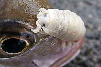 Cymothoa exigua — единственный в мире паразит, полностью заменяющий собой орган хозяина