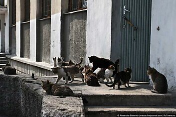 Кошачье городское поселение