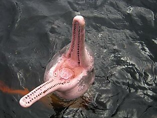 В реке Амазонке водятся розовые речные дельфины