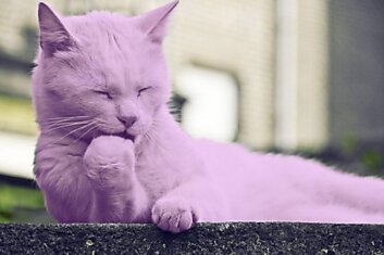 Это ванская кошка (порода), любит ласку, хотя бывает и своенравной. Ванские кошки обычно очень энергичные и общительные.