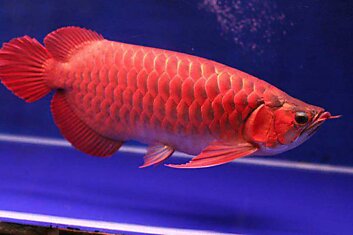 Красный Дракон. Король рыб в Китае