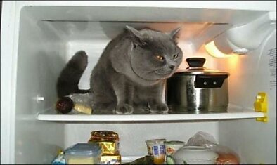 Открываешь холодильник, а там кот