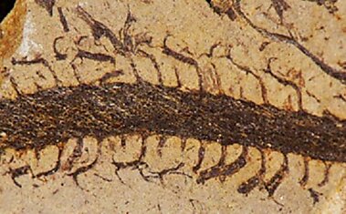 Аспирант из Беркли восстановил внешний вид растения, жившего 375 миллионов лет назад