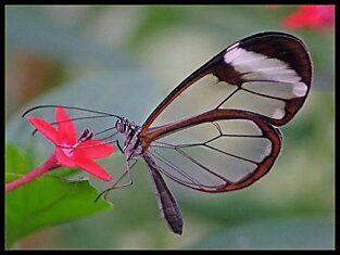 Необыкновенно красивая прозрачная бабочка Greta Oto