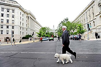 Cобаки и конгресс США