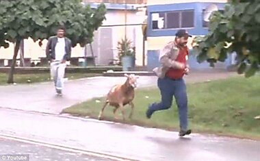Злой козел в Бразилии нападает на людей (8 фотографий)