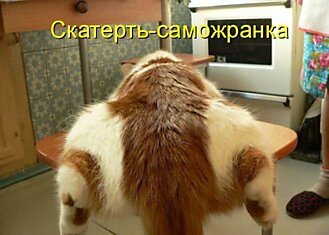 Позитивная котопятница (50 фото)