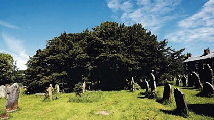 Древний тис, возрастом более пяти тысяч лет обнаружен в Англии