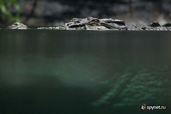 Крокодилий обед (6 фото)