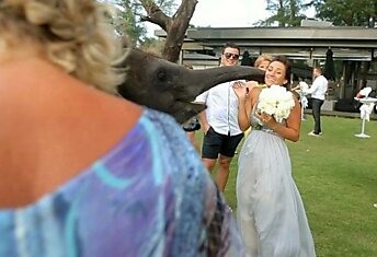 Неудачное свадебное фото со слоном