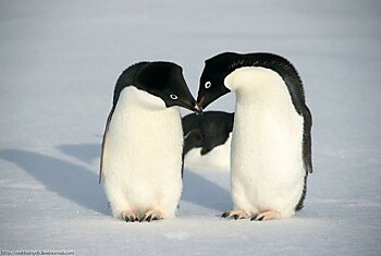 Крепкая любовь пингвинов