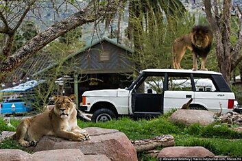 Лучший американский зоопарк (35 фото)