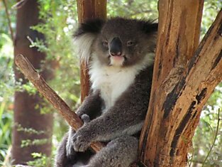 Интересно о коалах