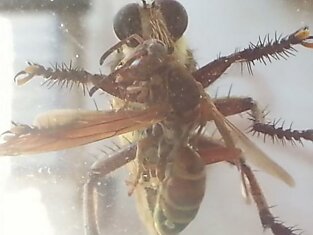 Бой осы и огромной мухи