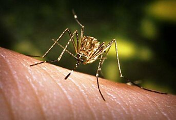 Что вы знаете о комарах