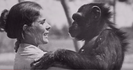 Она Отпустила Шимпанзе На Свободу — Спустя 18 Лет Они Встретились Вновь!